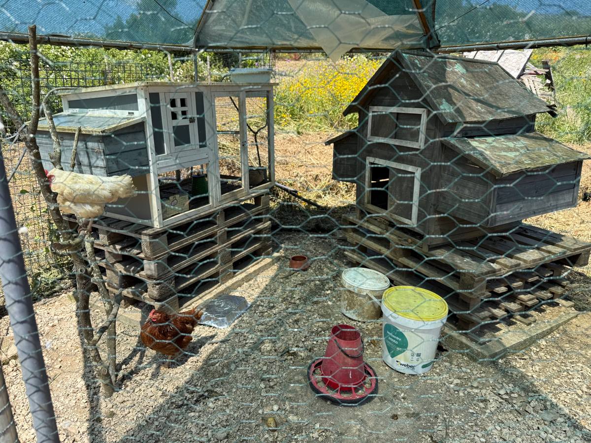 Two hens, one white and one brown, in their run beside two wooden henhouses