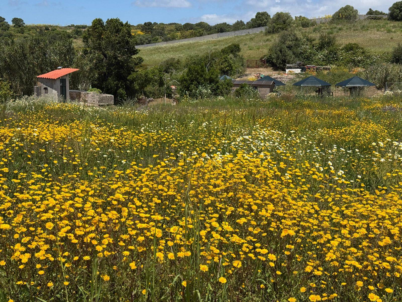A meadow of yellow wildflowers in the valley, with the animal pens behind
